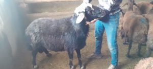 درباره این مقاله بیشتر بخوانید ذبح و توزیع یک راس گوسفند نذری به نیت عزاداری اربعین حسینی(ع) به نیابت از خیری نیکوکار