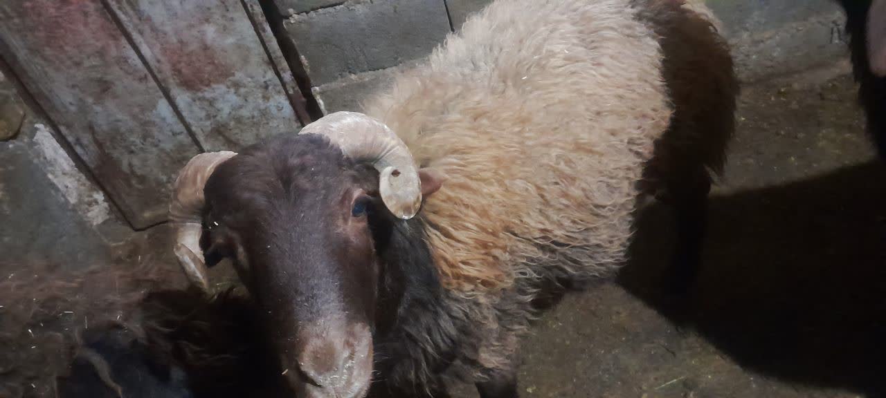 درباره این مقاله بیشتر بخوانید ذبح یک راس گوسفند و توزیع در میان خانواده های نیازمند به مناسبت شب یلدا و آغاز ماه رجب توسط یکی از خیرین گرانقدر